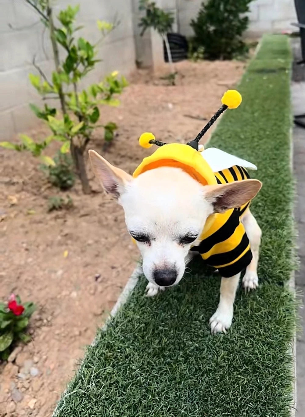 Bumble Bee Pet Costume